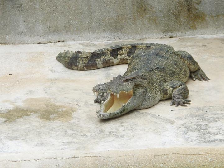 Anaconda hp 054.jpg